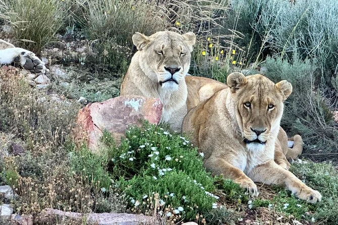 Aquila Safari mit Mittagsbuffet, Gebühren inklusive