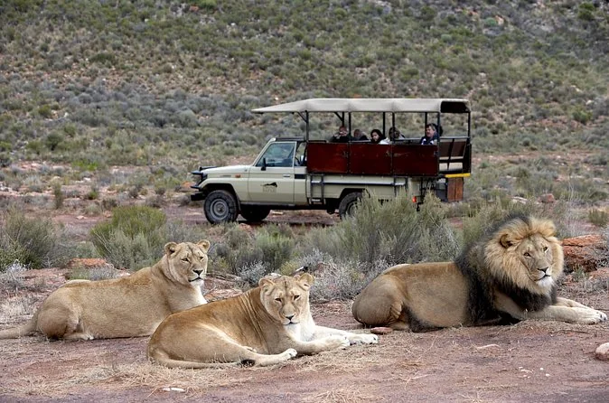 Aquila Big Five Safari mit Mittagessen