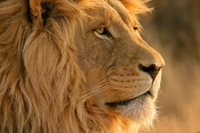 Big Five Safari & Breede River Valley Tagesausflug