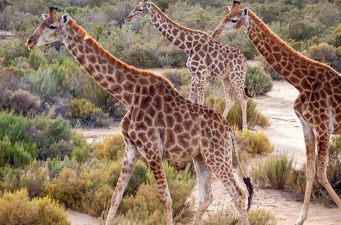 Big Five Safari-Transfer, Parkgebühr extra