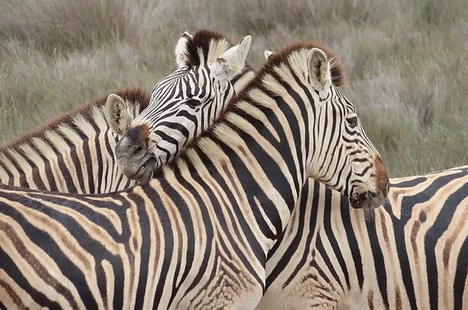 Buffelsfontein Safari, Oliven & Craft Beer